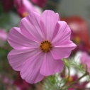 Blomma