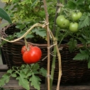Tomatplanta