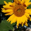 Solros